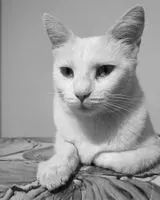 Gatto smarrito(a) a Montaigu-Vendée