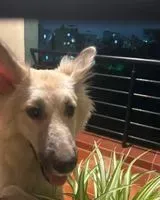 Dog found in Bengaluru