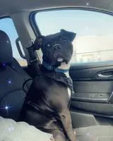 Hund in Fort Wayne verloren