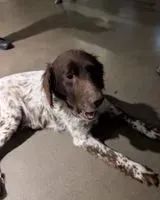 URGENCE : Chien trouvé(e) à Orvault