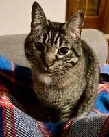 EMERGENCY: Cat lost in Boudry