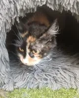 Cat found in Le Loroux-Bottereau