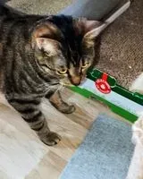 Gatto smarrito(a) a Saint Denis