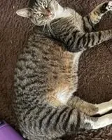 Gato perdido(a) en Salem
