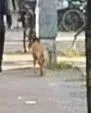 Dog seen in Berlin