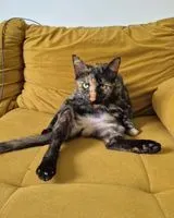 URGÊNCIA: Gato perdido(a) em Morigny-Champigny