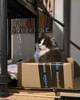 URGENCE : Chat perdu(e) à Paris