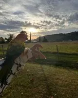 URGENCIA: Pájaro perdido(a) en Lille