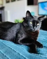 Gatto smarrito(a) a Leca Do Balio