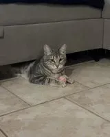 URGENCE : Chat perdu(e) à Hénin-Beaumont