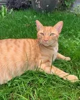 Cat lost in Quito