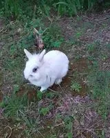 URGENCIA: Roedor perdido(a) en Savignargues