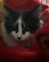 Cat lost in Varallo