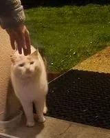 URGENCE : Chat trouvé(e) à Gorges