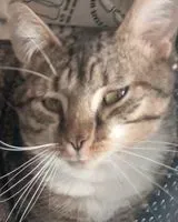 Gatto smarrito(a) a Perrigny