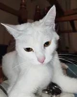 Chat perdu(e) à Verretto