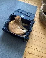 URGENCE : Chat perdu(e) à Schifferstadt