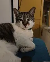 URGENCIA: Gato perdido(a) en Suresnes