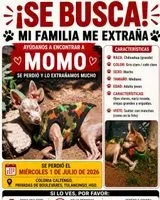Cão perdido(a) em Tulancingo