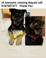 NOTFALL: Hund in Kuala Lumpur verloren