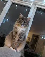URGÊNCIA: Gato perdido(a) em Les Sorinières