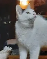 NOTFALL: Katze in Villejuif verloren