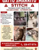 Chat perdu(e) à Altamura