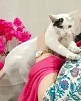 Gato perdido(a) em Navi Mumbai