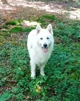 URGENCE : Chat perdu(e) à Paris