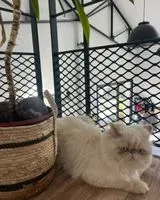 Cat lost in Maisdon-sur-Sèvre