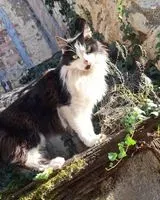 URGENCIA: Gato perdido(a) en Issoudun