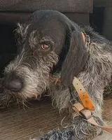 URGENCE : Chien perdu(e) à Saint-Avre