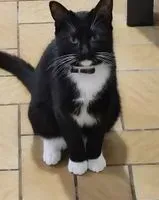NOTFALL: Katze in Lege verloren