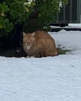 URGENCIA: Gato perdido(a) en Andersonville