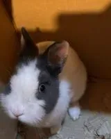 URGENCE : Rongeur perdu(e) à Grasse