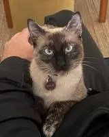 Gatto smarrito(a) a Cascais