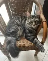 Cat lost in Montaigu-Vendée