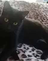 Gato perdido(a) en Courbevoie