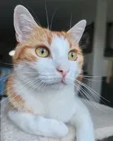 URGENCE : Chat perdu(e) à Saint-Jean-de-Monts