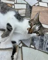 Gato perdido(a) em Nova Iguacu