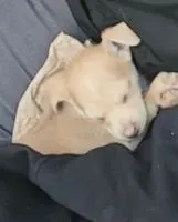 URGENCIA: Perro perdido(a) en North Las Vegas