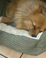 EMERGENCY: Dog lost in Faggiano