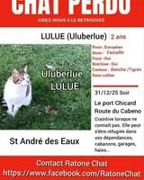 URGENZA: Gatto smarrito(a) a Saint-André-des-Eaux