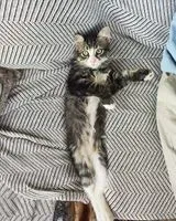 Katze in Sabinanigo verloren