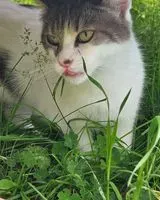 Cat seen in Montbert