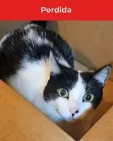 Cat lost in Brasília