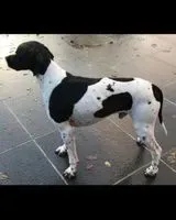 URGÊNCIA: Cão perdido(a) em Andouillé-Neuville