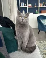 URGENZA: Gatto smarrito(a) a Cergy