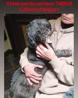 URGENCE : Chien perdu(e) à Tiercé