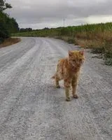 Cat seen in Beaufou